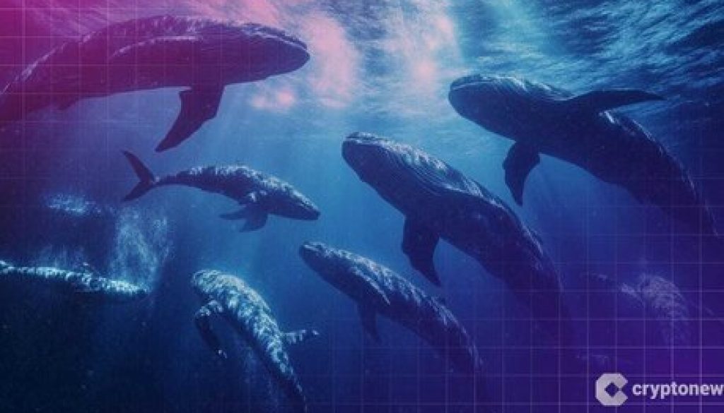 Top 104 Ethereum Whales Now Control 57% of All ETH, New High in Whale Dominance