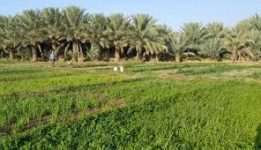 السعودية تعزّز أمنها الغذائي... و30 مليار دولار مساهمة الزراعة في الناتج المحلي