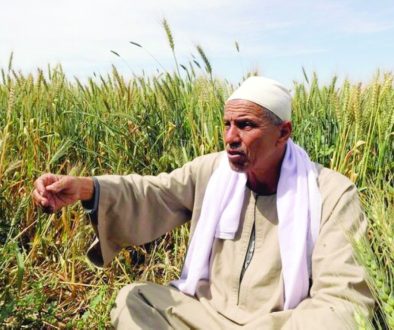 صندوق النقد العربي الزراعة العربية تحت ضغط المياه وتراجع العمالة