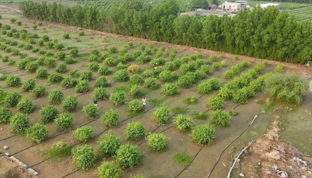 صندوق التنمية الزراعية السعودي يضخ 1.7 مليار دولار لتعزيز الأمن الغذائي