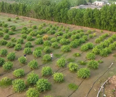 صندوق التنمية الزراعية السعودي يضخ 1.7 مليار دولار لتعزيز الأمن الغذائي