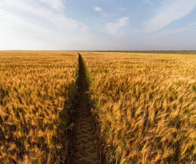 ثلث سكان العالم لا يستطيعون تحمل كلفة الغذاء الصحي